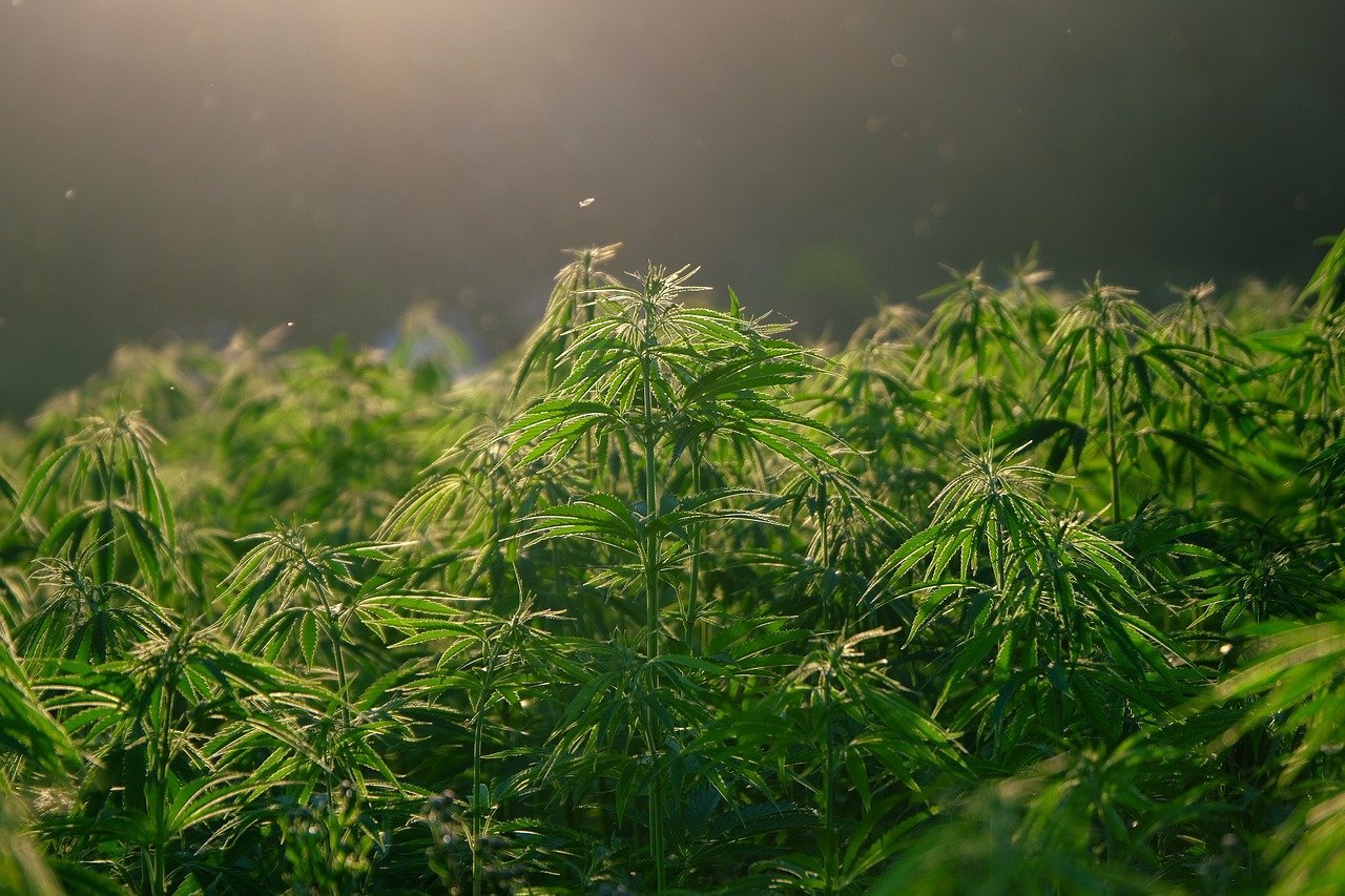Medical Marijuana for Amyotrophic Lateral Sclerosis (ALS)