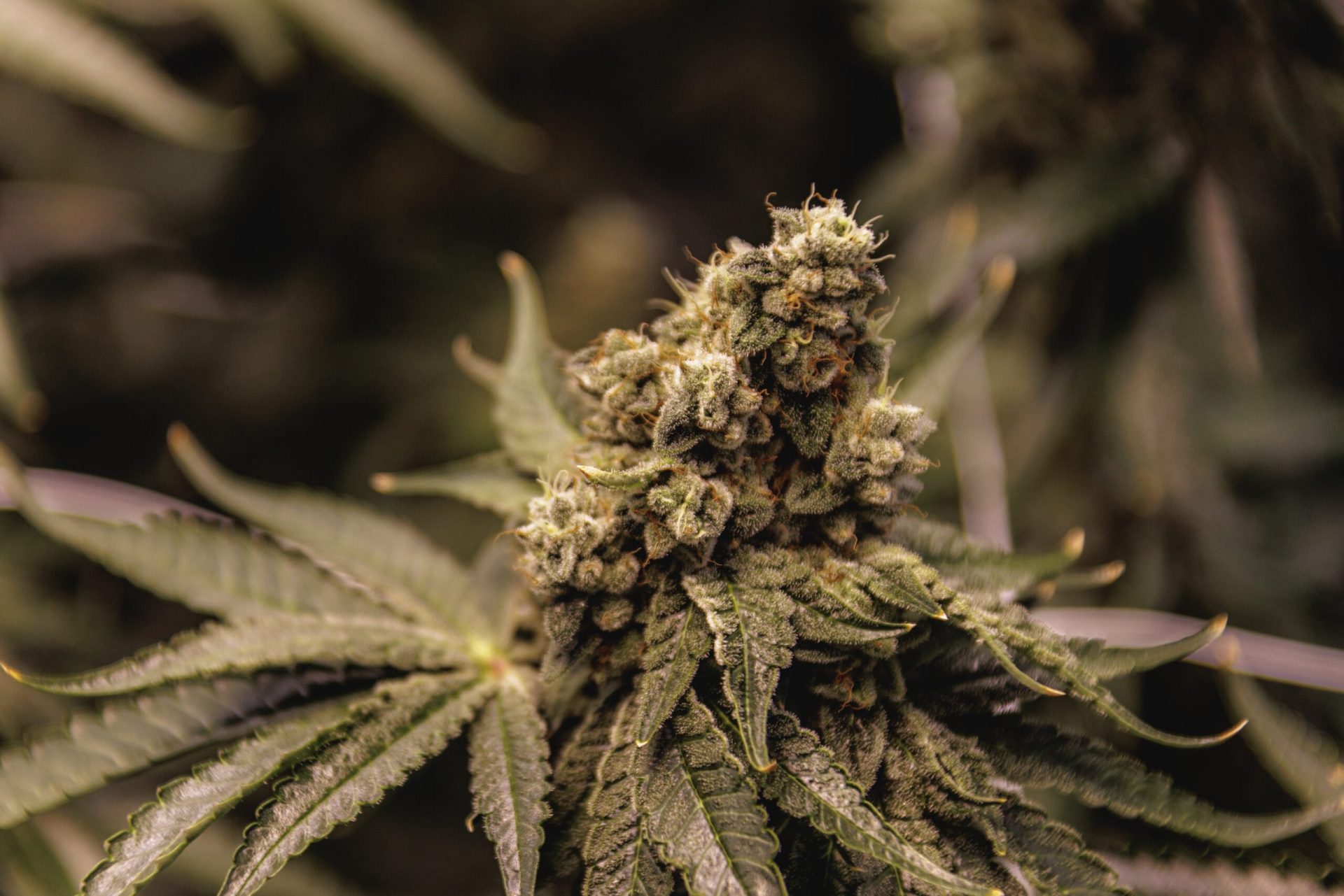 Medical Marijuana for Alzheimer's Disease