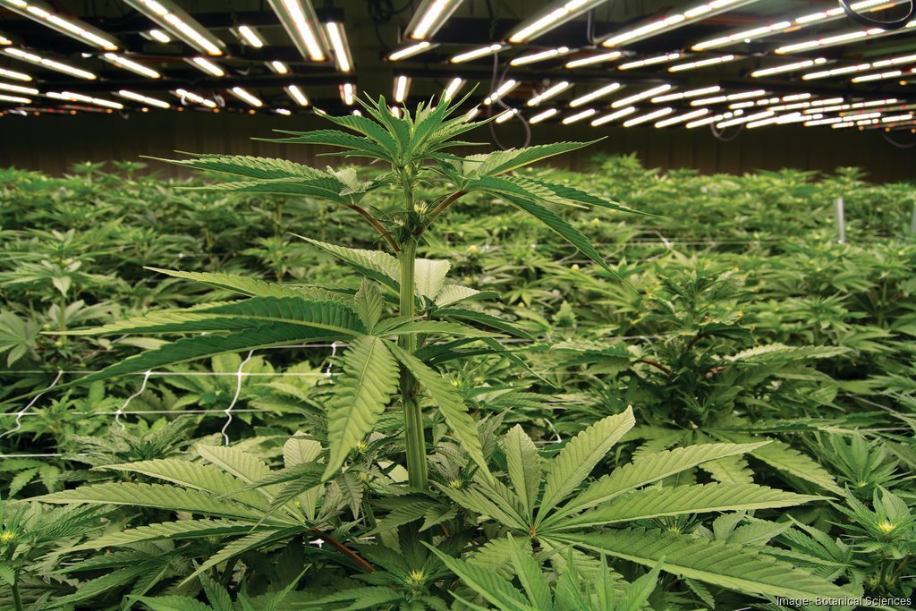 Medical Marijuana for Autism