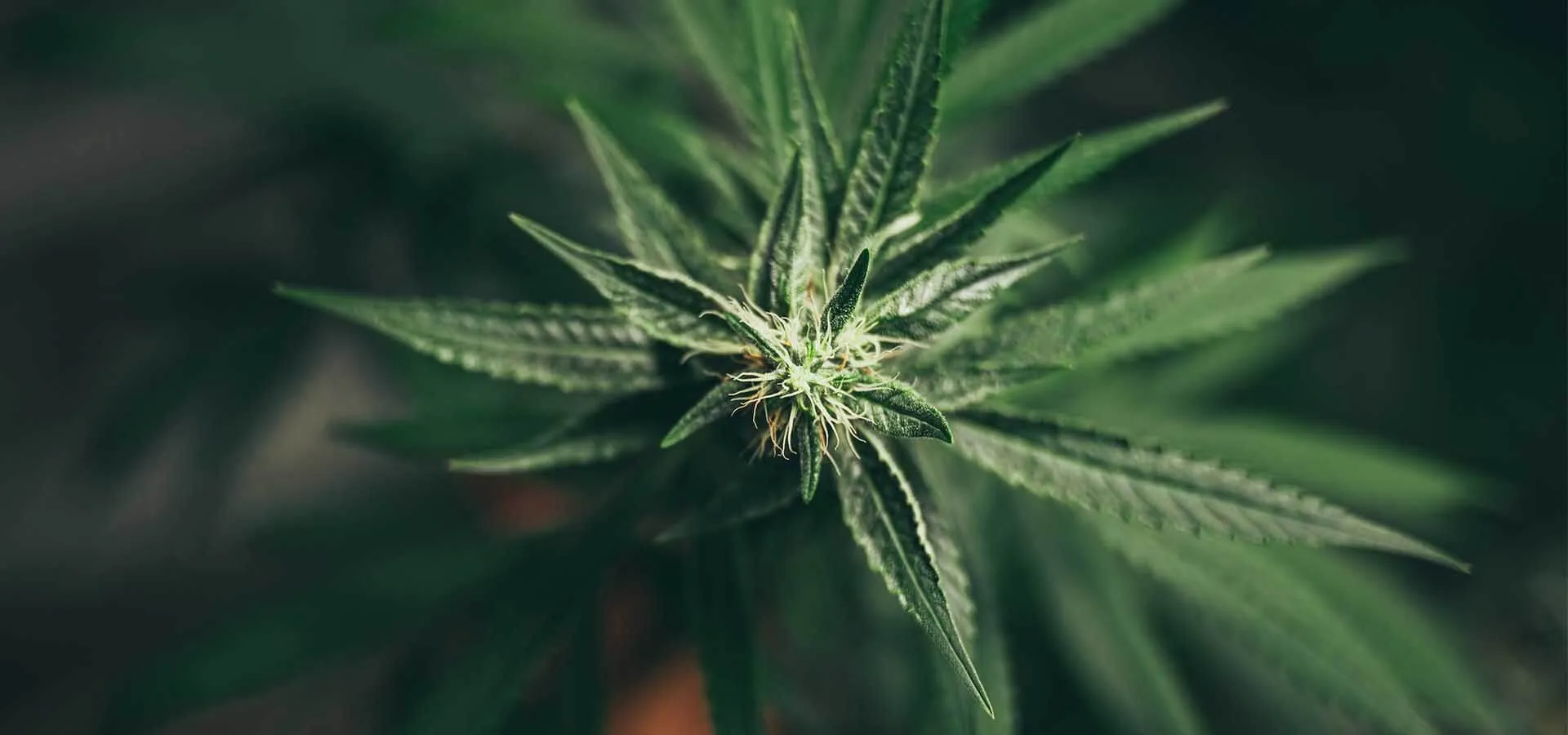 Medical Marijuana for Epilepsy & Seizures