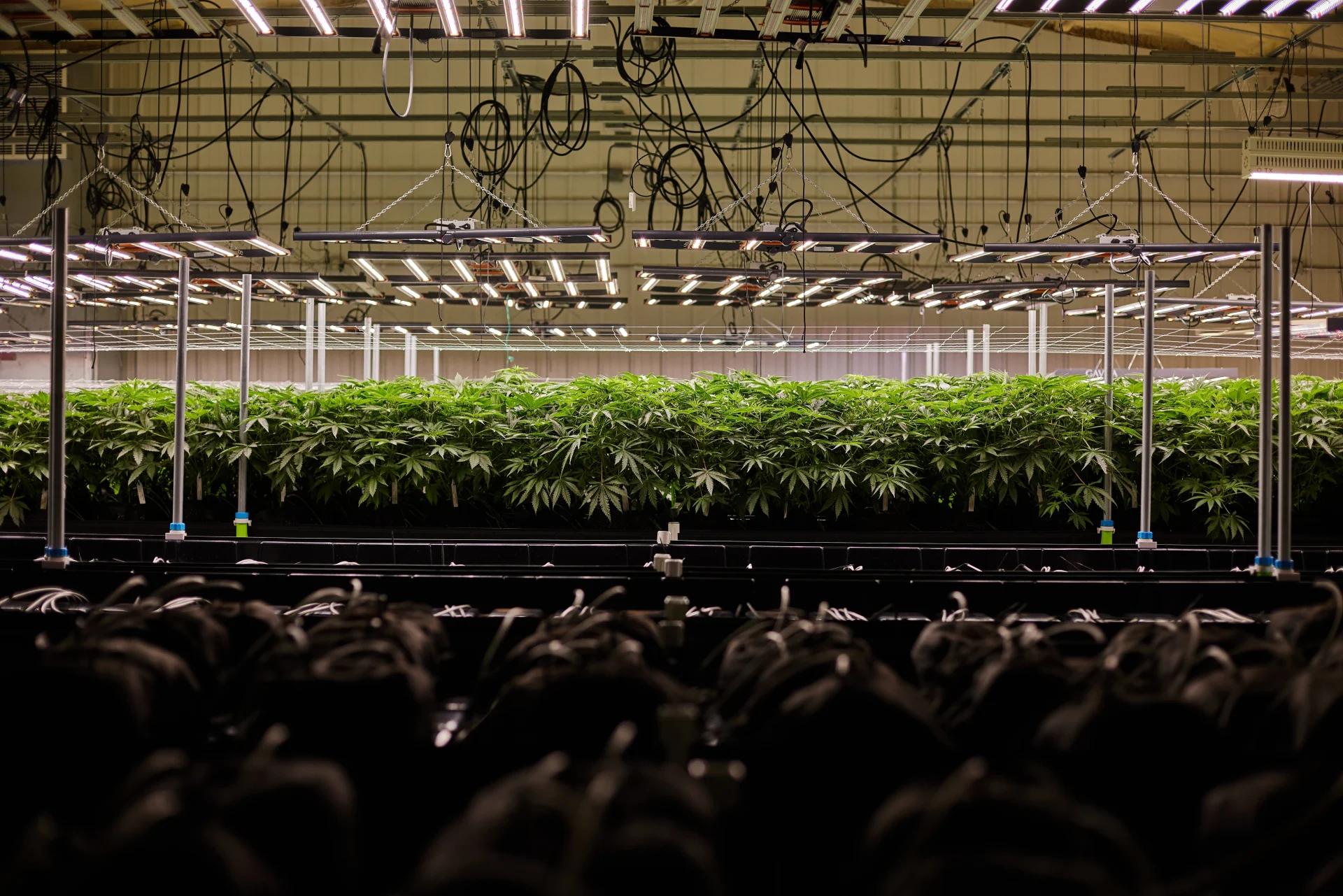 Medical Marijuana for Hospice Care