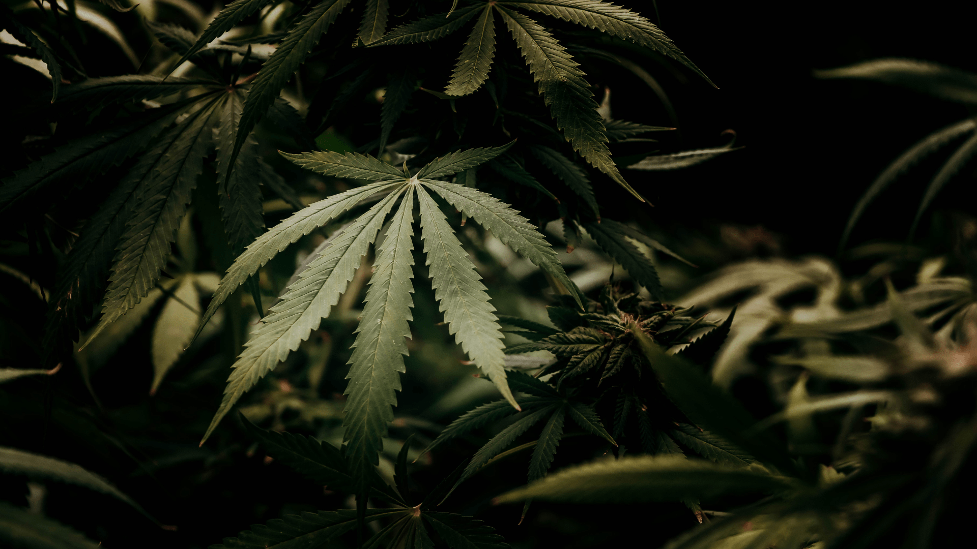 Medical Marijuana for Peripheral Neuropathy