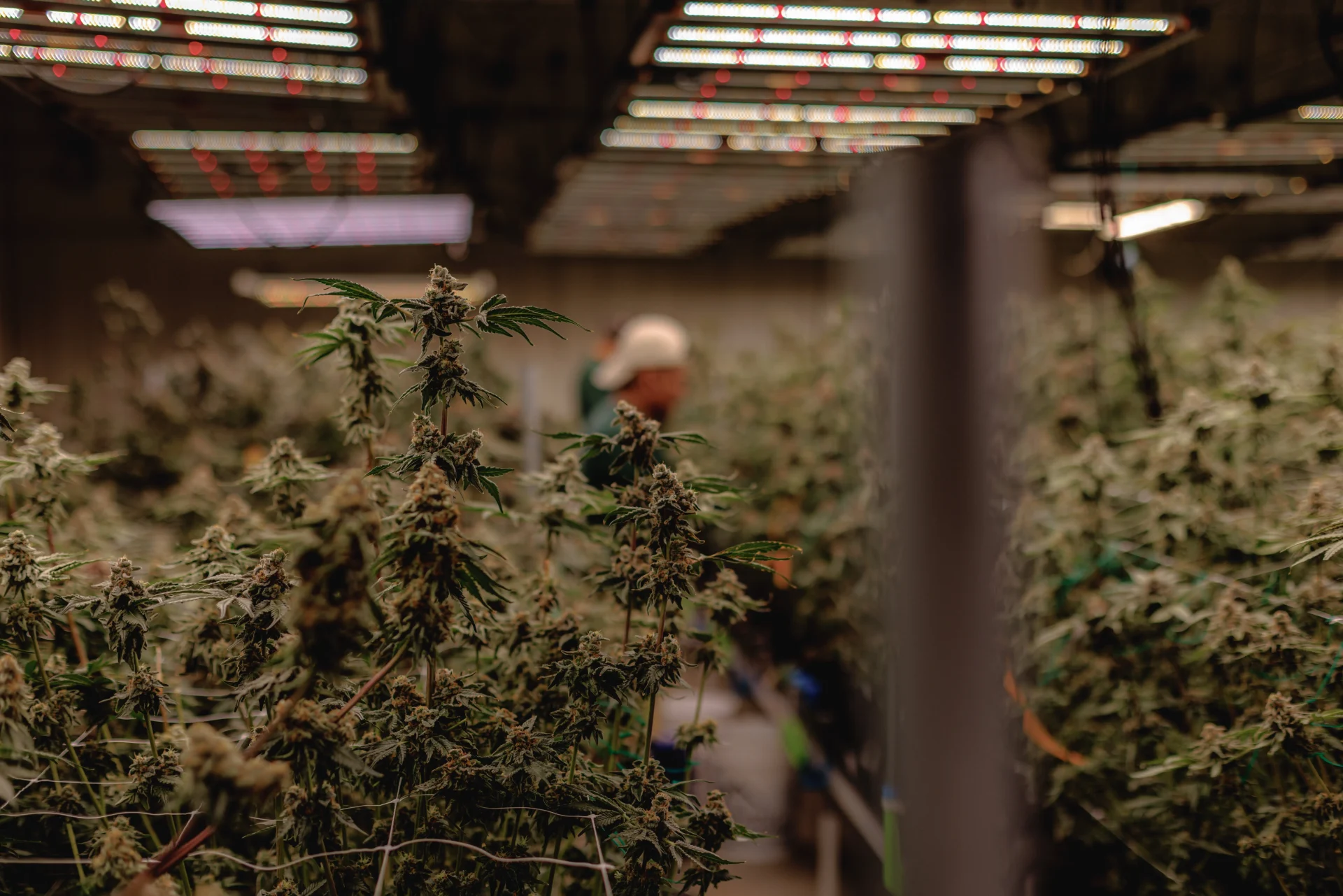 Medical Marijuana for Tourette Syndrome