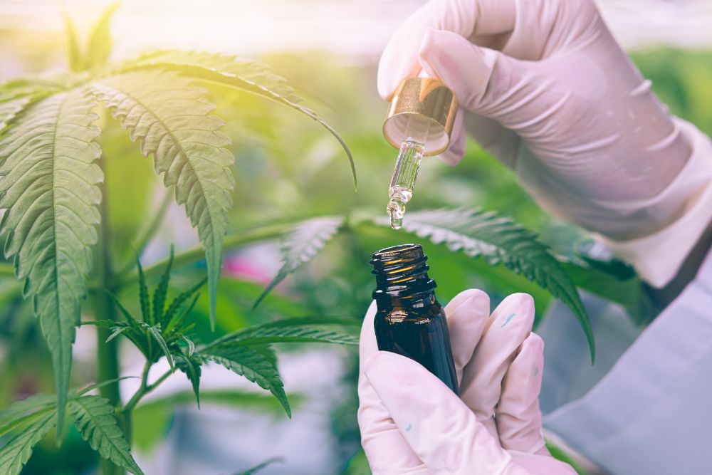 Medical Marijuana for Lupus